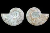 Cut & Polished Ammonite Fossil - Agatized #82278-1